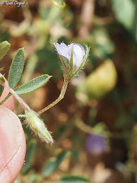 Plancia ëd Lens culinaris subsp. orientalis (Boiss.) Ponert