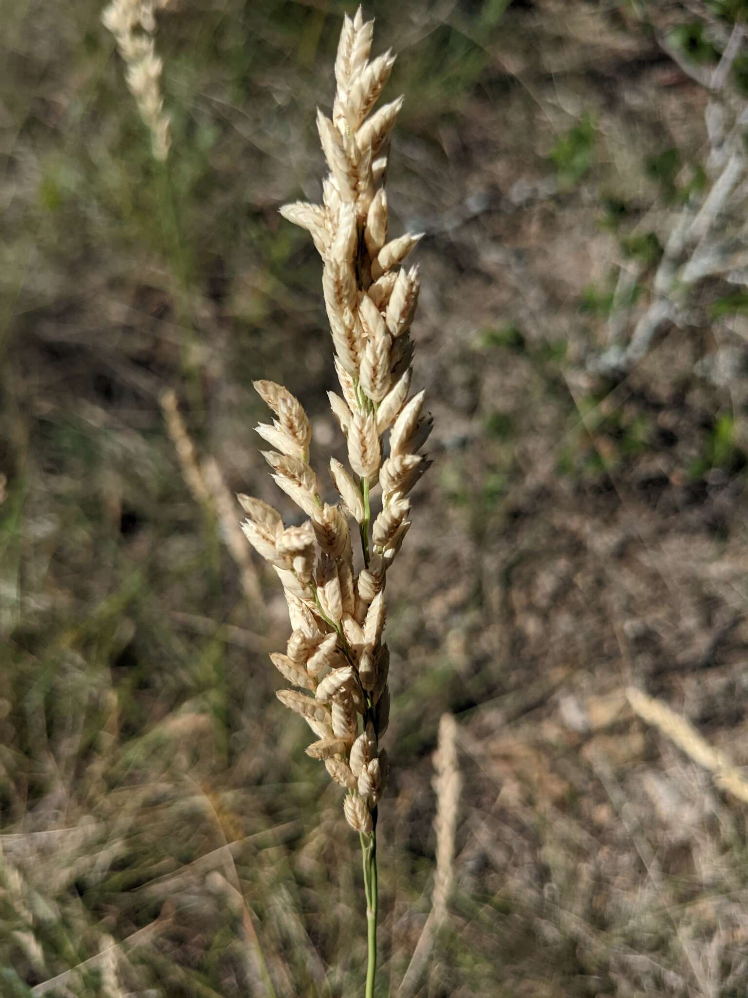 صورة Tridens congestus (L. H. Dewey) Nash