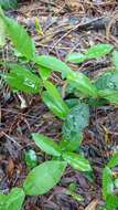 Image of Star-jasmine or Confederate-jasmine