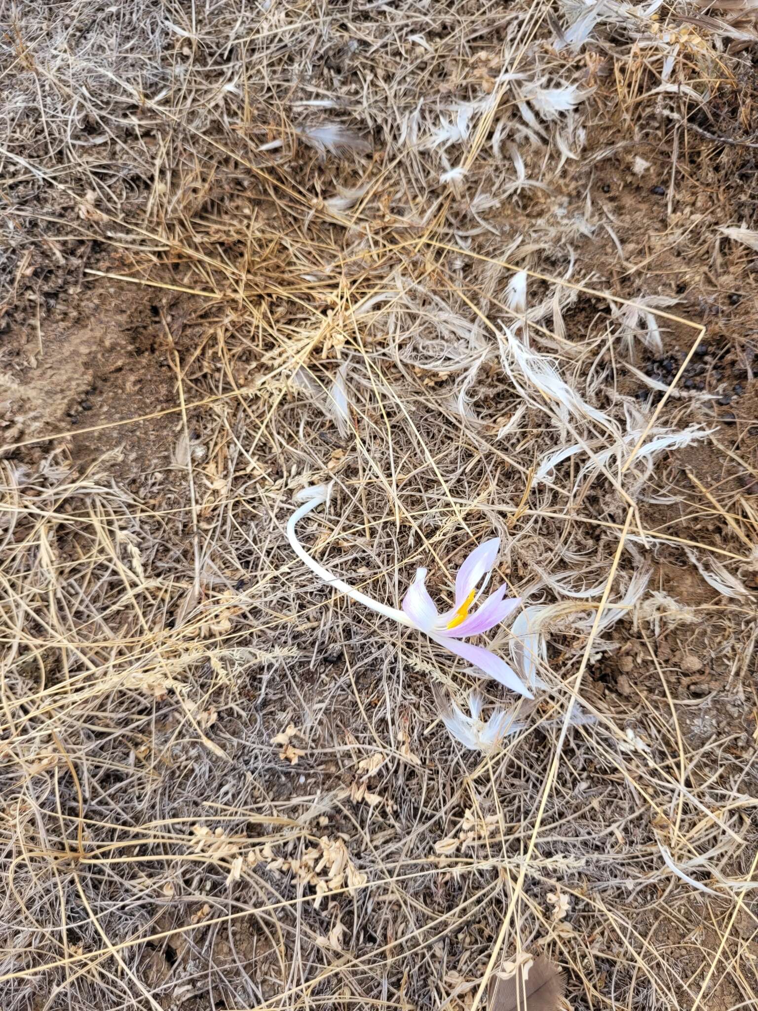 Image of Colchicum laetum Steven