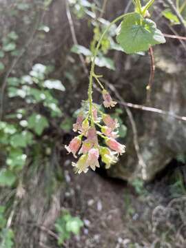 Image of Ribes ciliatum Humb. & Bonpl. ex Roem. & Schult.