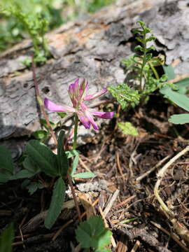 Image of <i>Trifolium brandegeei</i>