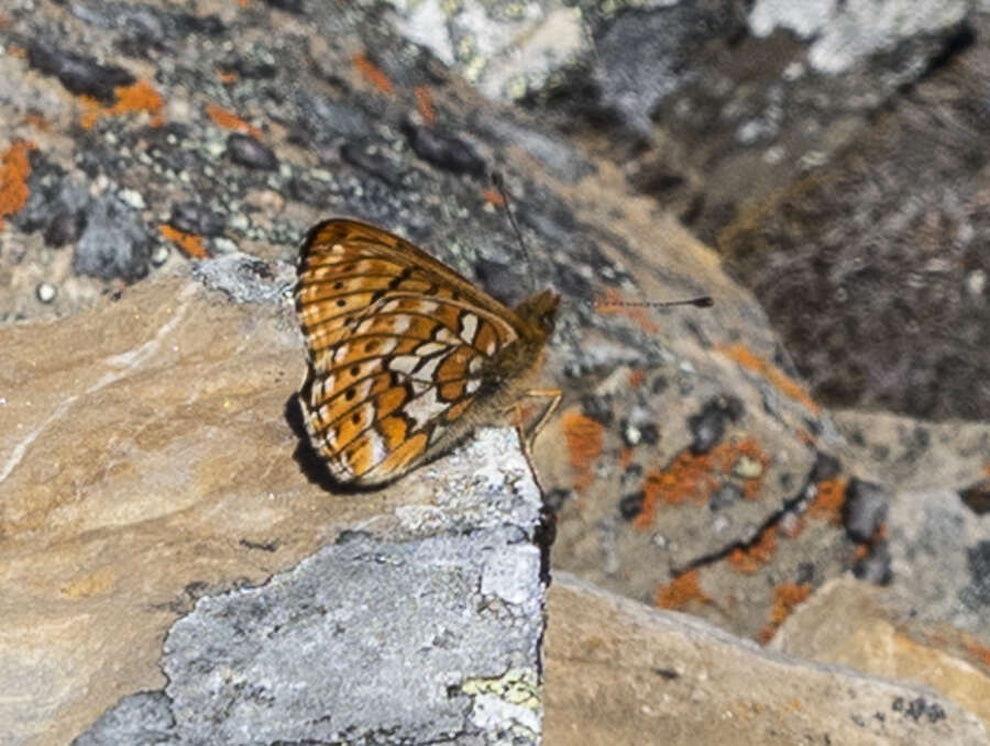 Plancia ëd Boloria astarte astarte