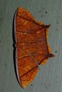 صورة Thinopteryx crocoptera Kollar 1844