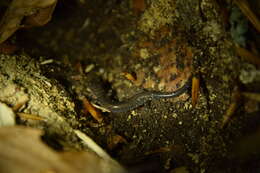 Image of Plethodon hoffmani Highton 1972