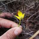 Image de Disa tenuifolia Sw.