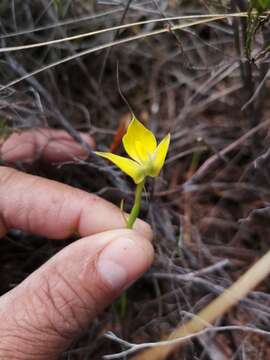 Plancia ëd Disa tenuifolia Sw.