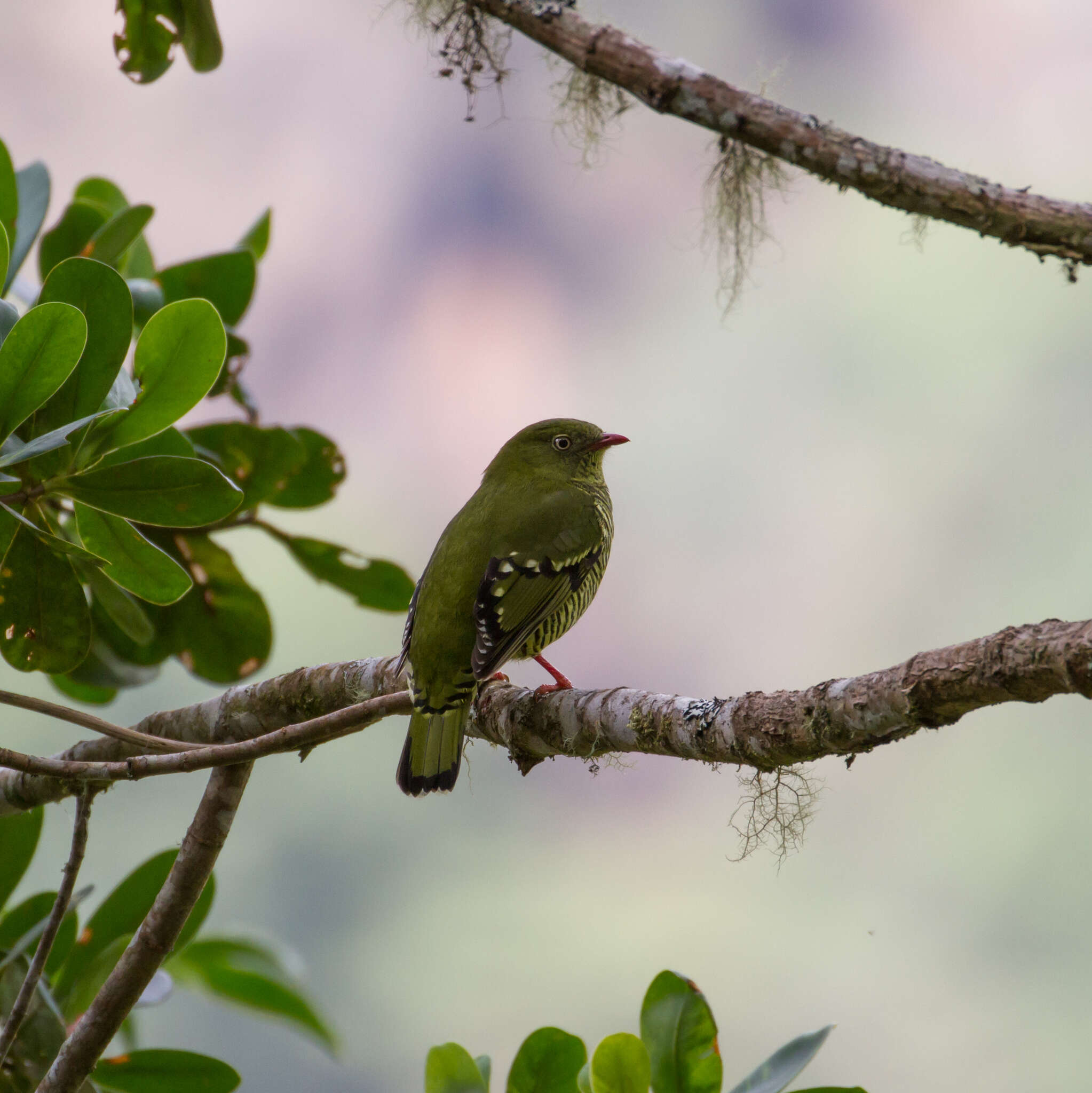 Image of Barred Fruiteater