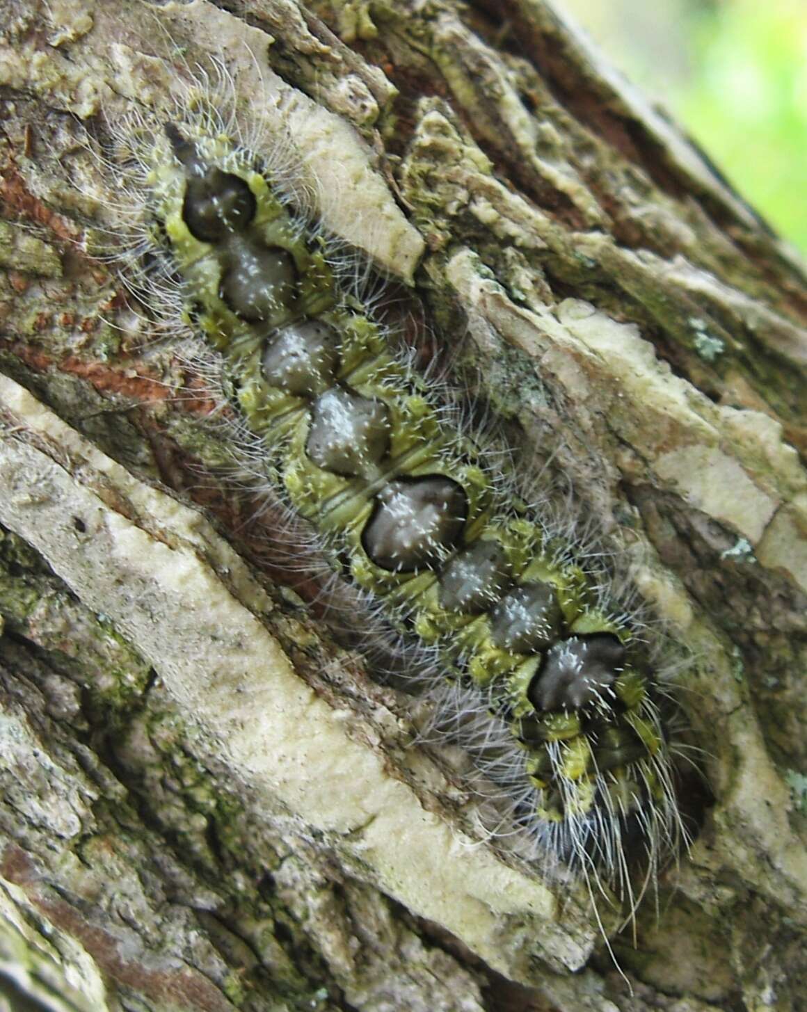 Image of Ochre Dagger Moth