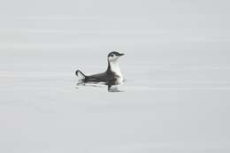 Image of Guadalupe Murrelet