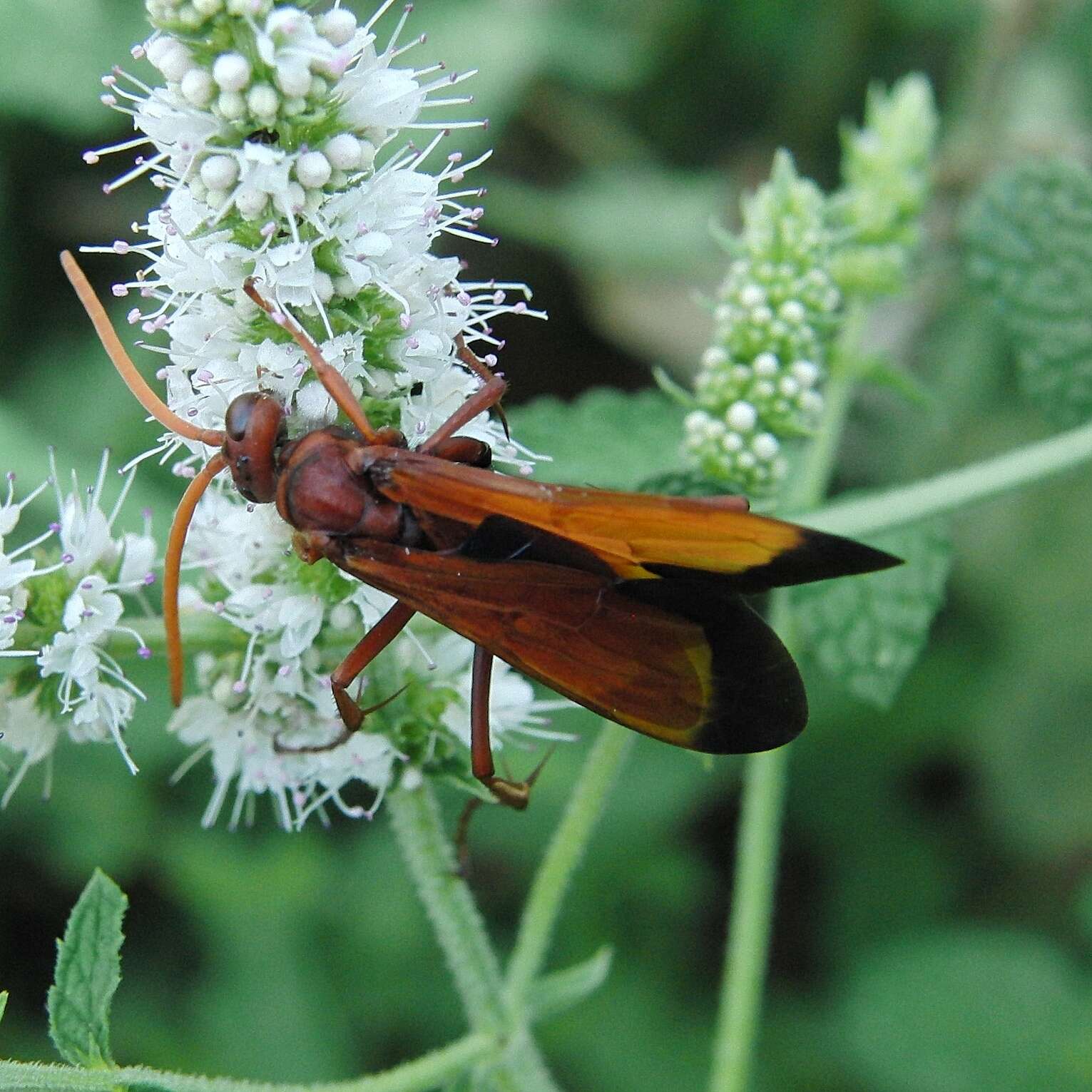 صورة Hemipepsis mauritanica (Linnaeus 1767)