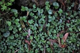 Image de Hydrocotyle bowlesioides Mathias & Constance