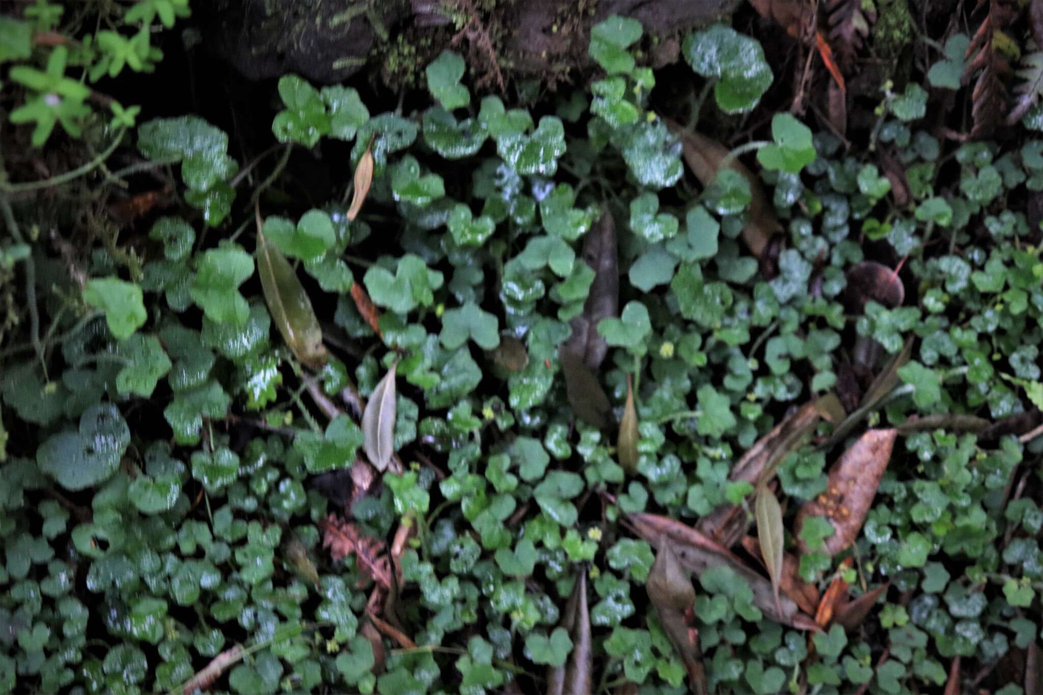 Image de Hydrocotyle bowlesioides Mathias & Constance