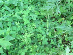 Image de Potentilla centigrana Maxim.