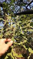 Image of Transvaal Cabbage Tree