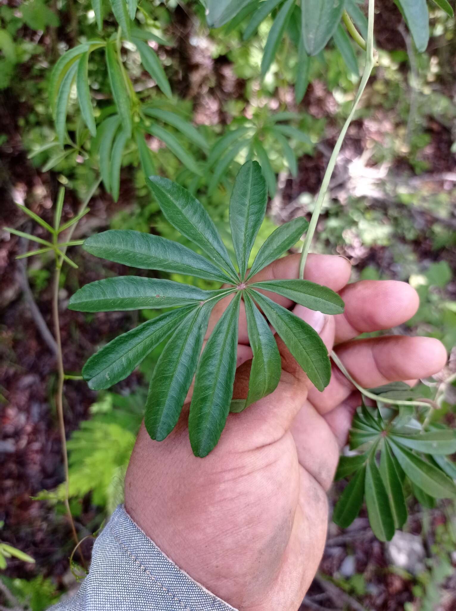 Imagem de Ipomoea heterodoxa Standl. & Steyerm.