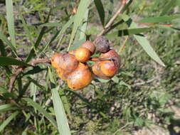 Image of Trichilogaster acaciaelongifoliae (Froggatt 1892)