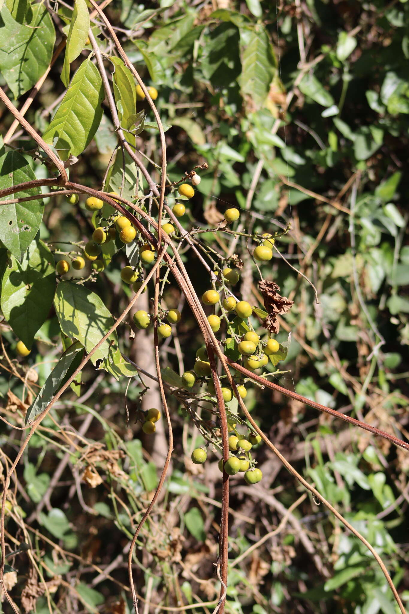 Image of Bunchosia palmeri S. Wats.