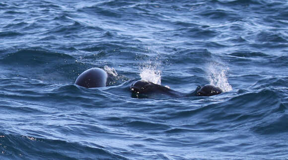 Image of Right whale dolphin