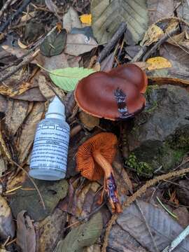 Image of Cortinarius californicus A. H. Sm. 1939