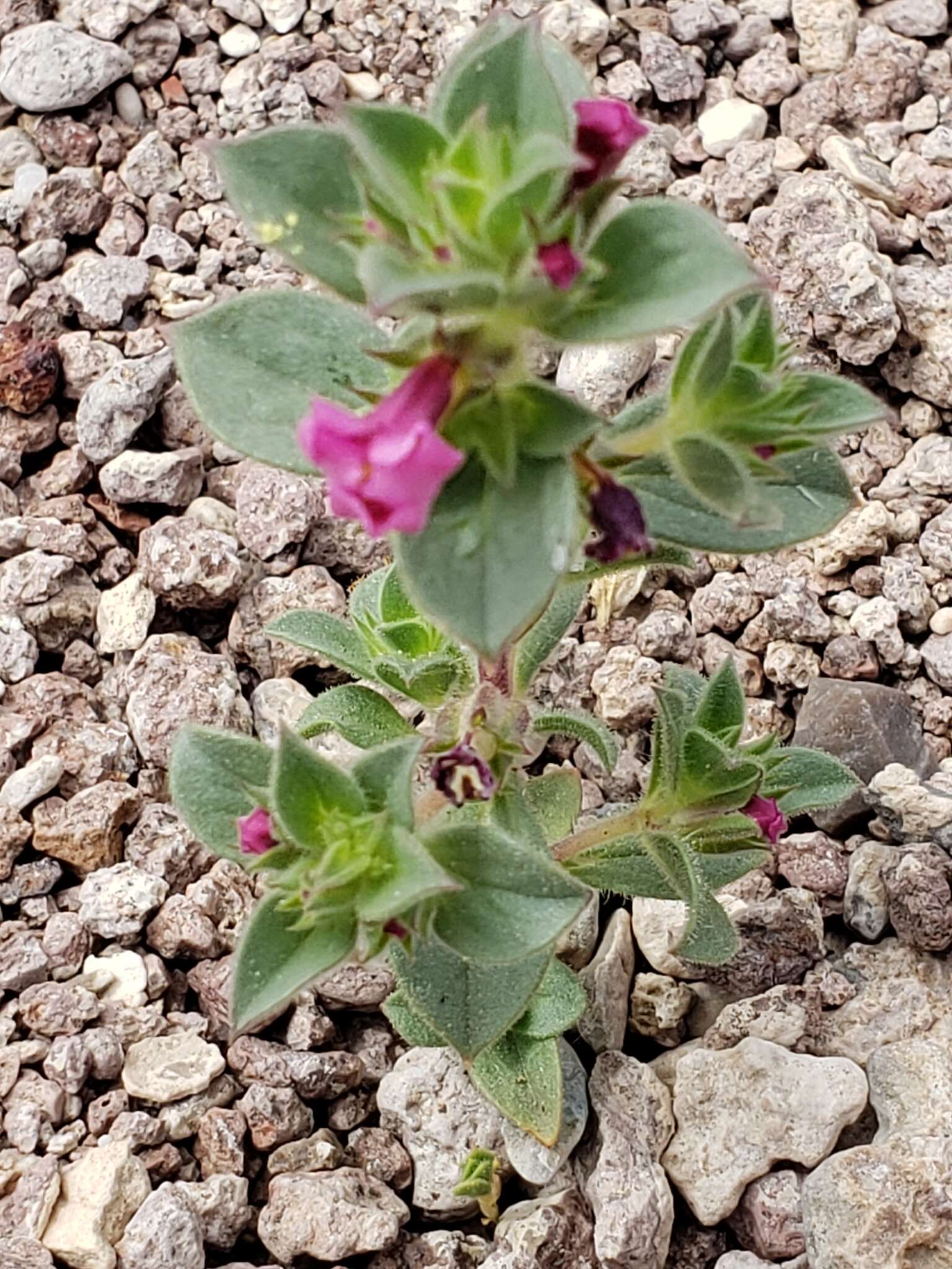 Image of compact monkeyflower