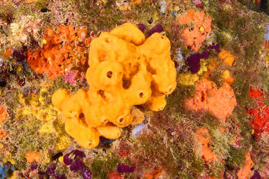 Image of Maltese sponge