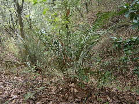 Image of Ceratozamia mirandae Vovides, Pérez-Farr. & Iglesias