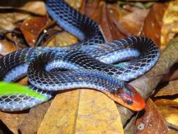 Image of Calliophis bivirgatus flaviceps (Cantor 1839)