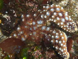 Image of Giant seastar