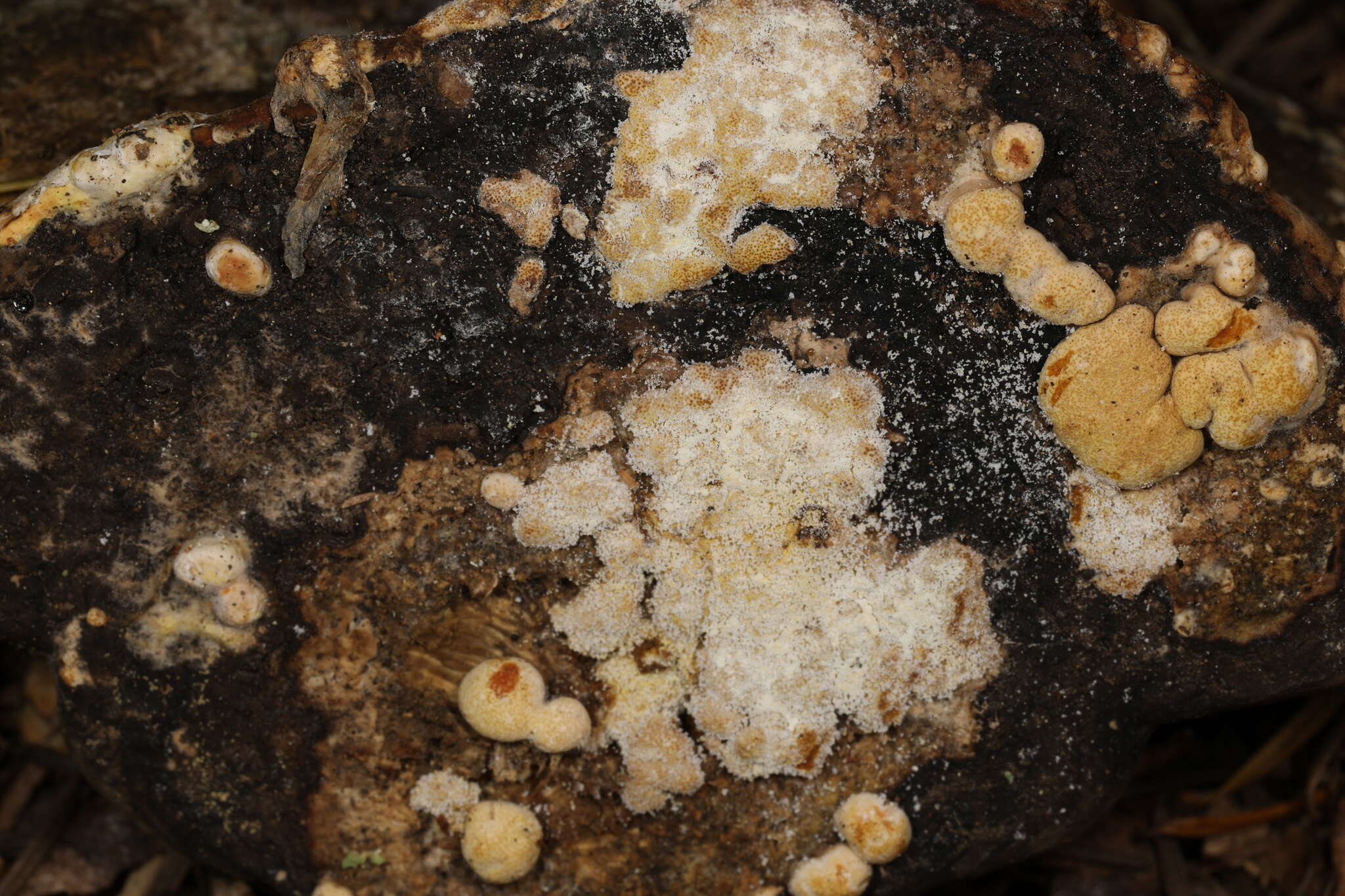 Image of Trichoderma pulvinatum (Fuckel) Jaklitsch & Voglmayr 2014