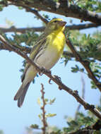 Image of White-bellied Canary