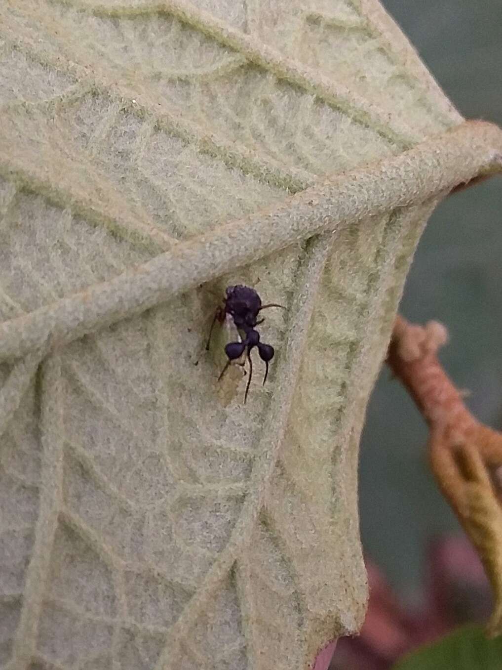 Image of Ant-mimicking Treehopper