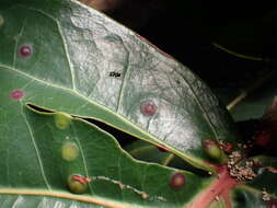 Image of Ctenodactylomyia watsoni Felt 1915