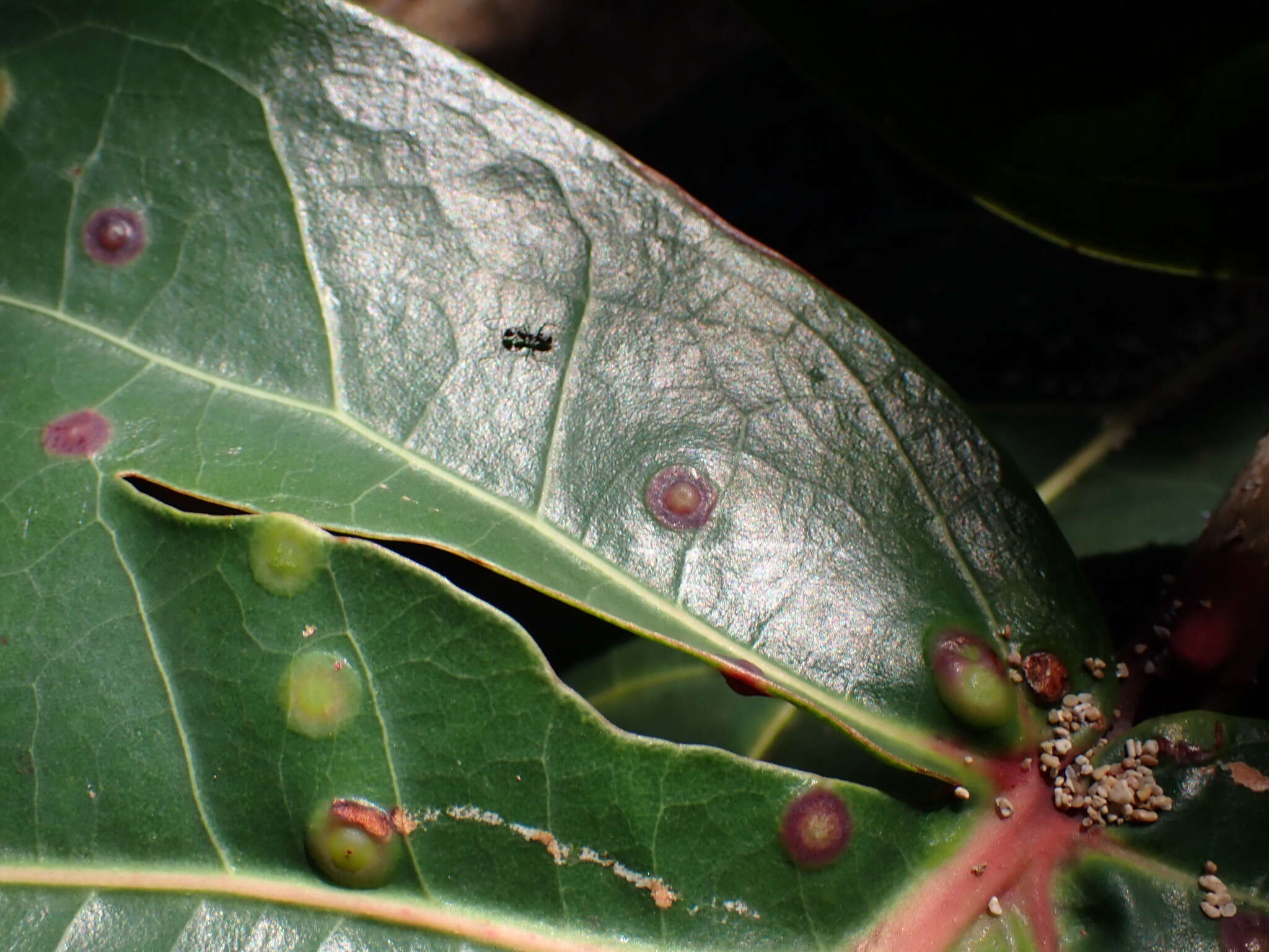 Image of Ctenodactylomyia watsoni Felt 1915