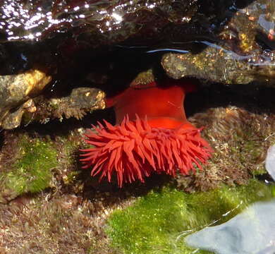 Image of Actinia mediterranea Schmidt 1971