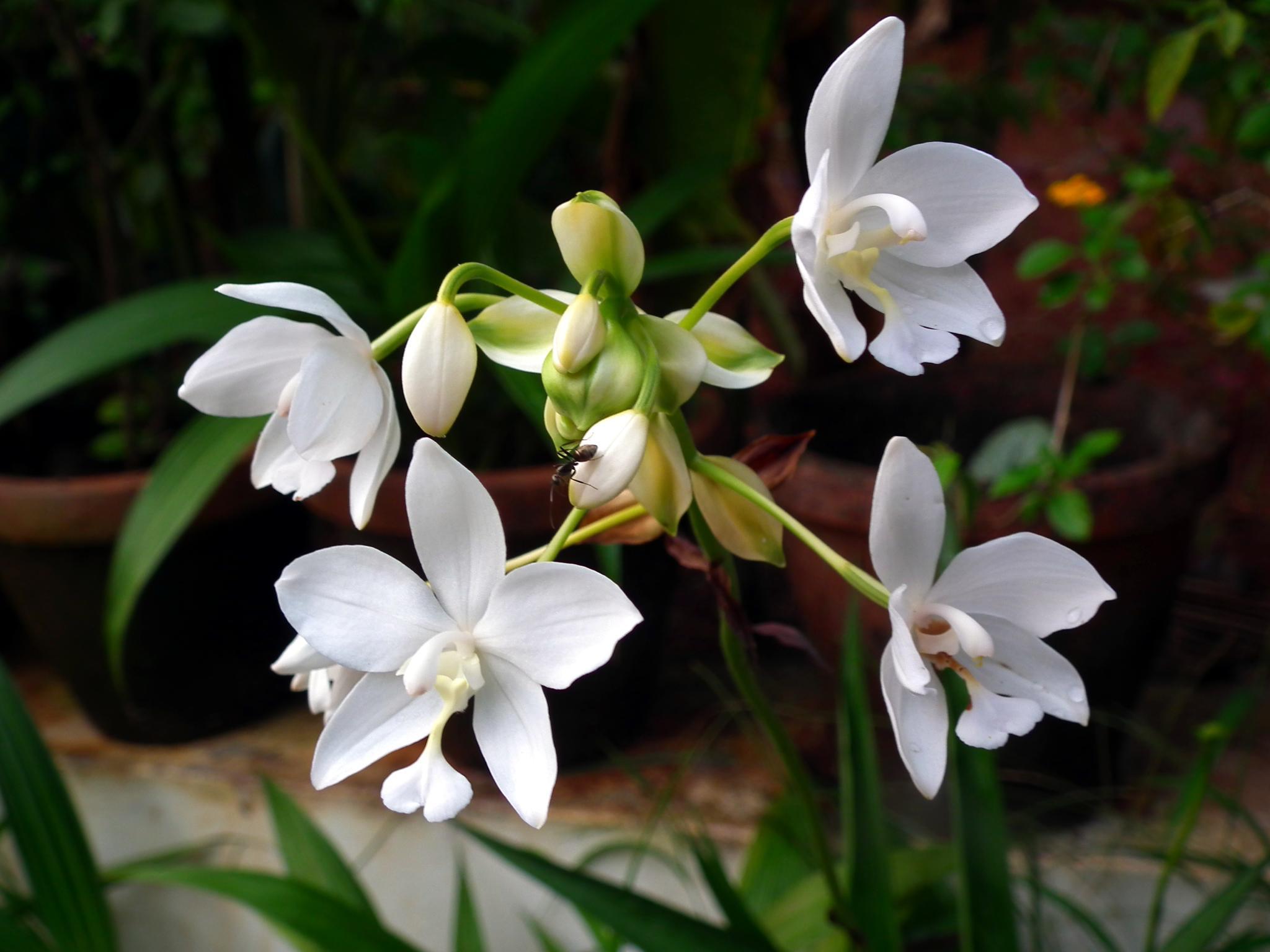 Philippine Ground Orchid Media Encyclopedia Of Life