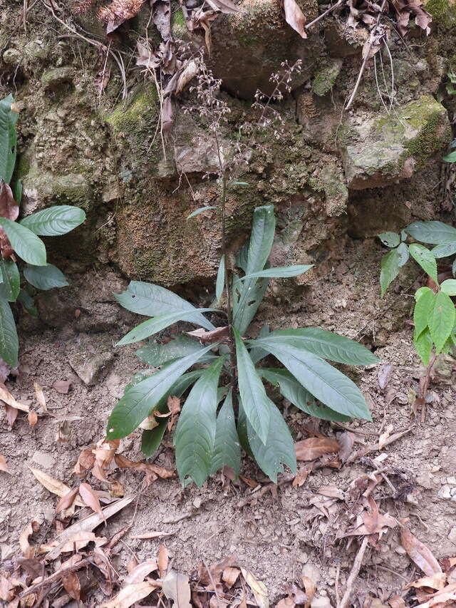 Image de Blumea lanceolaria (Roxb.) Druce