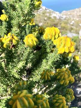 Image of Aspalathus capitata L.