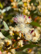 Imagem de <i>Eucalyptus <i>uncinata</i></i> subsp. uncinata