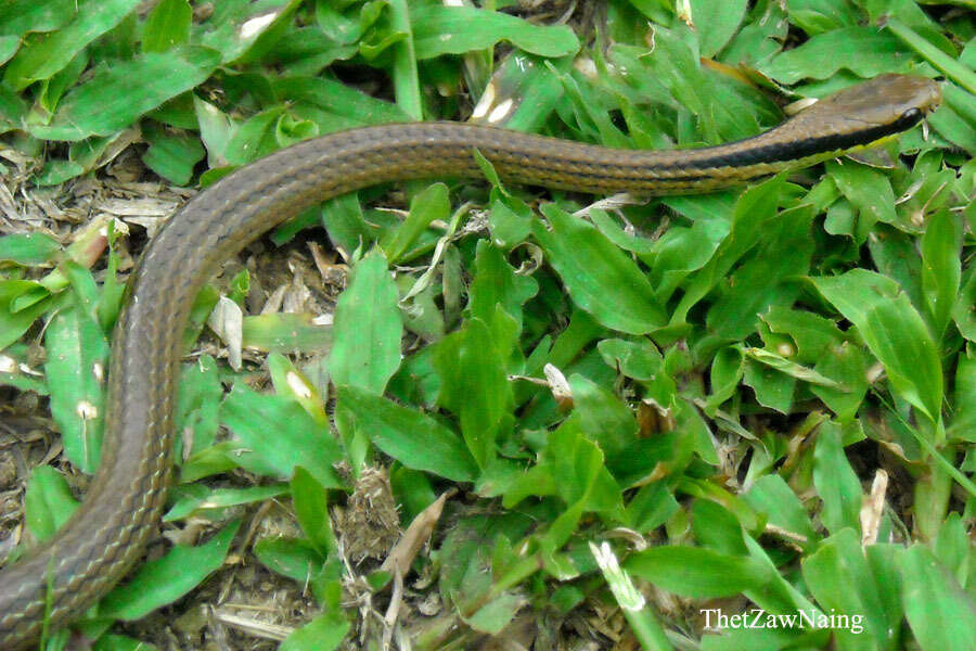 Image of Liopeltis frenata (Günther 1858)