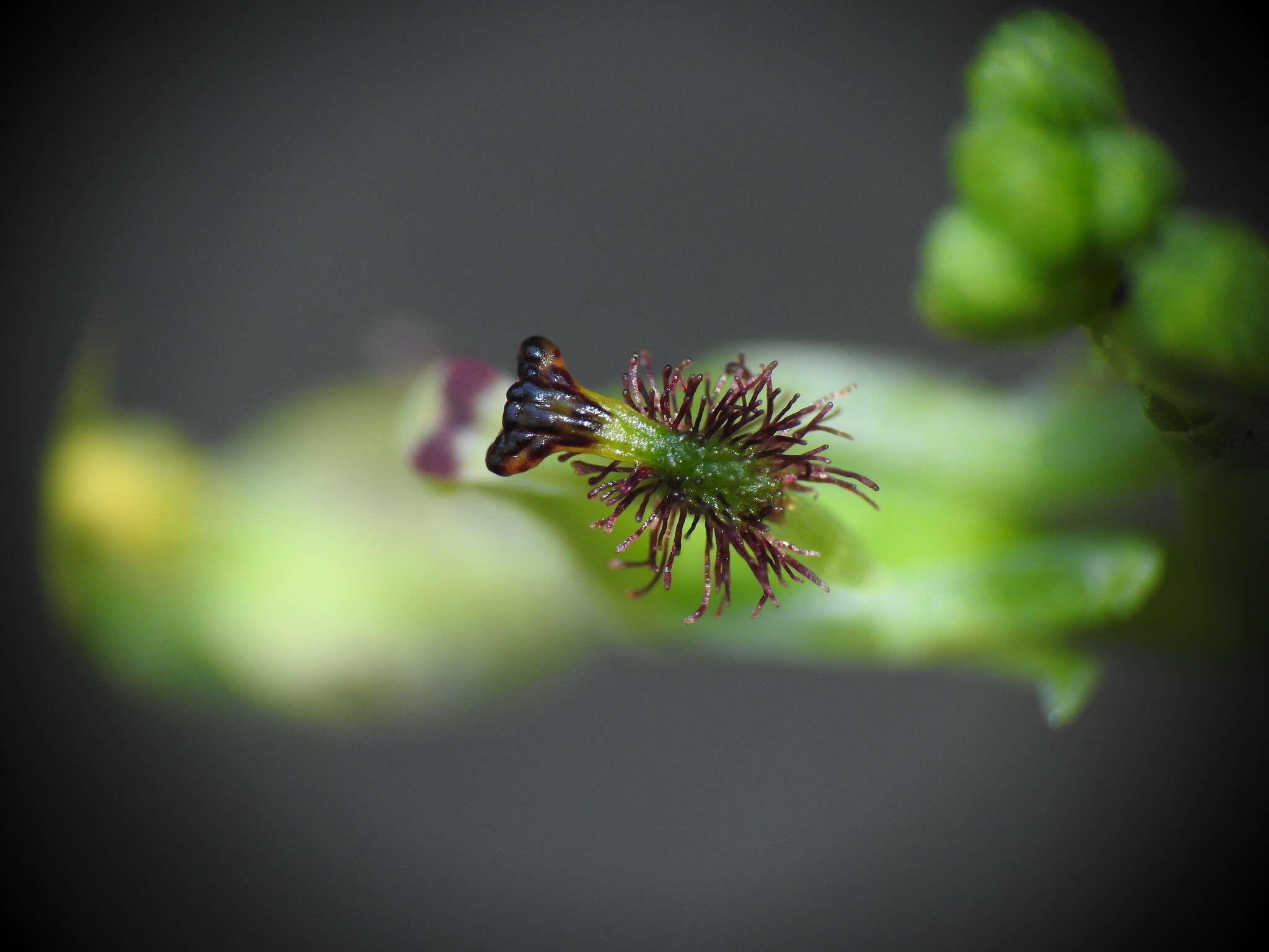 Plancia ëd Arthrochilus irritabilis F. Muell.