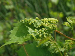Image of grape phylloxera