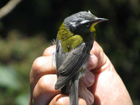 Image of Crescent-chested Warbler