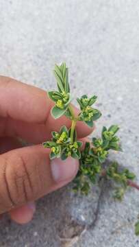 Image of Euphorbia mesembryanthemifolia Jacq.