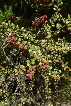 Image of Gaultheria antipoda Forst. fil.