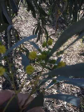 Image of Acacia harpophylla F. Muell. ex Benth.