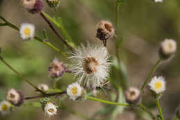 Plancia ëd Erigeron acris subsp. acris