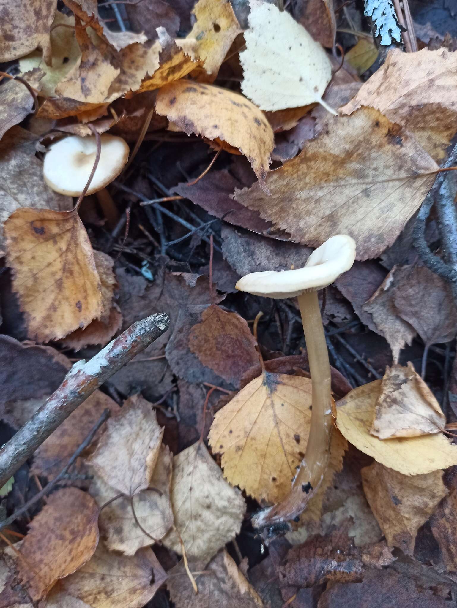 Image of Rhodocollybia asema (Fr.) Bendiksen & Dima 2021