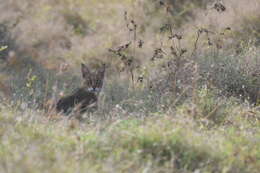 Image de Felis chaus affinis Gray 1830