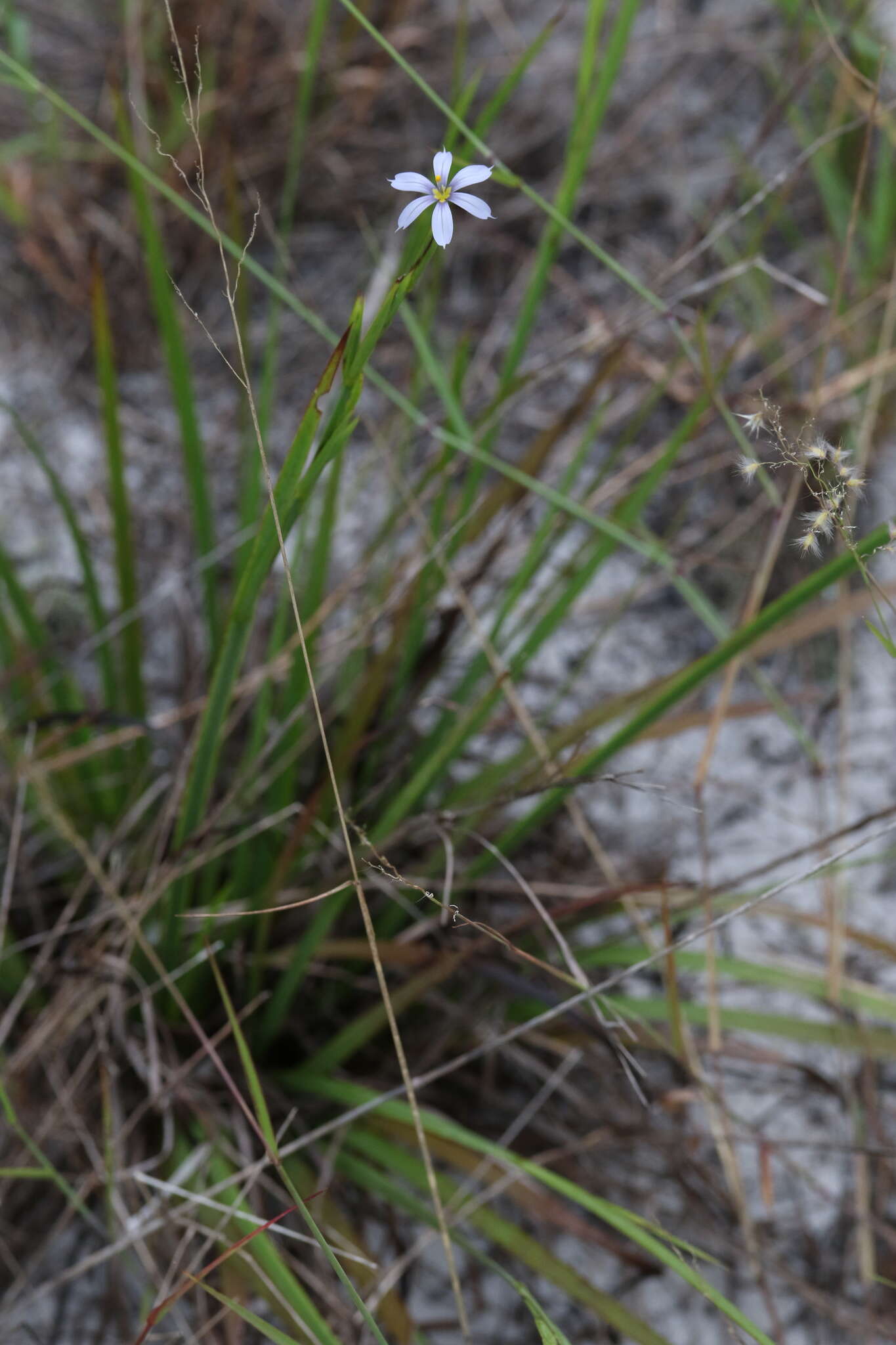 Image of jeweled blue-eyed grass